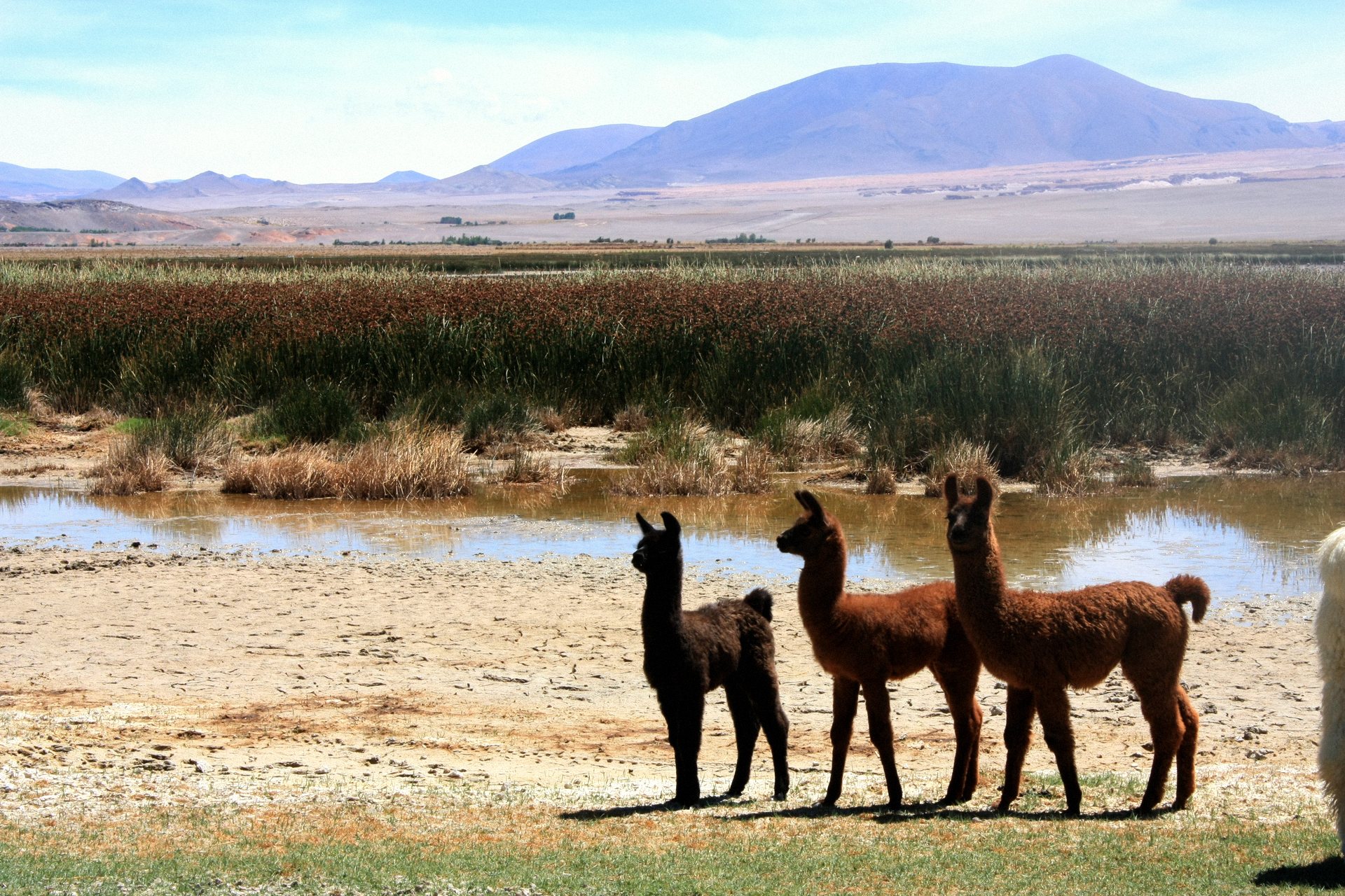 Lhamas no banhado de Antofagasta de la Sierra, com montanhas ao fundo