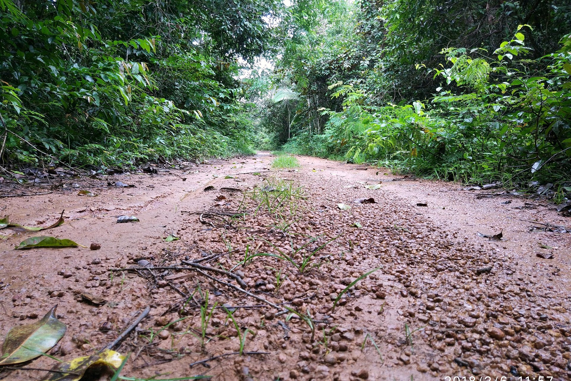 Estrada de terra vermelha atravessando a floresta em Rondônia