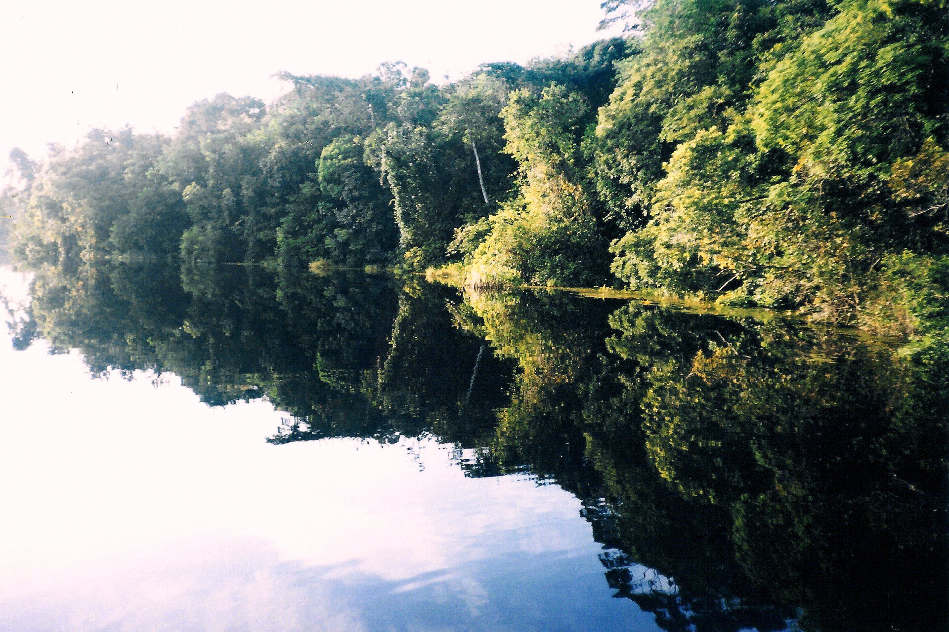 Floresta refletida nas águas paradas de um igapó no Amazonas