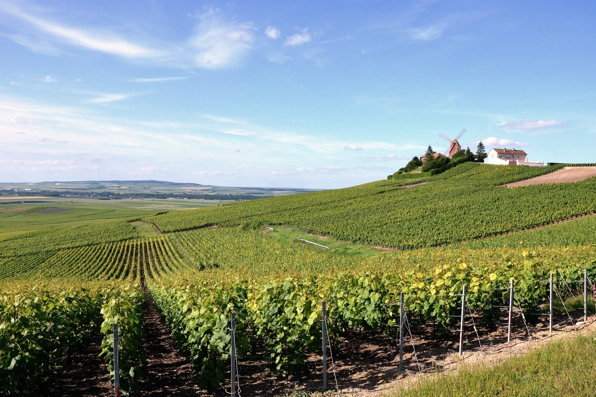 Vinhedos nas colinas da região de Champagne